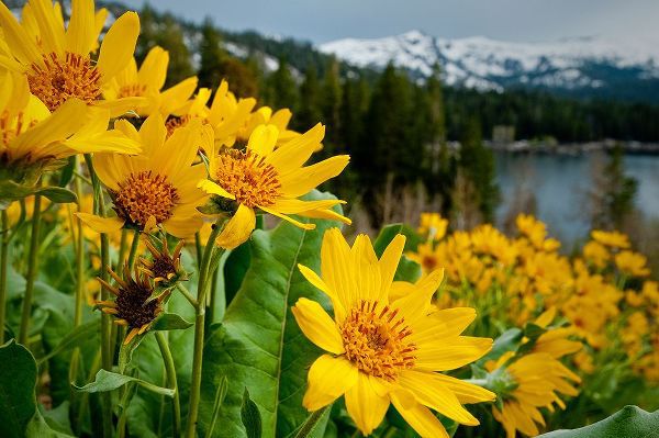 Sederquist, Betty 아티스트의 Summer-mule ear flowers flourish along the edges of Caples Lake in the Carson Pass area작품입니다.